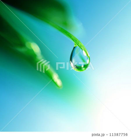 shine water drop shine water drop 11387756