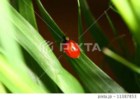 ladybug on grass 11387853