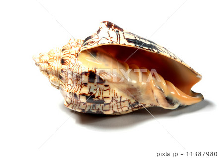 seashell isolated 11387980