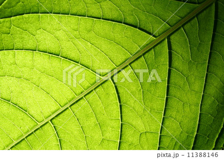 green leaf vein green leaf vein 11388146