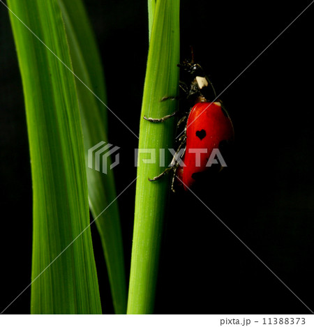 ladybug on grass 11388373