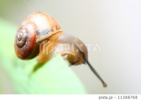 shell on grass 11388768