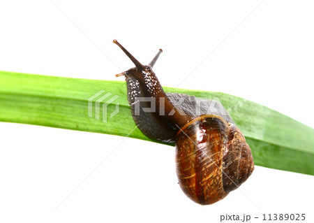 isolated shell 11389025