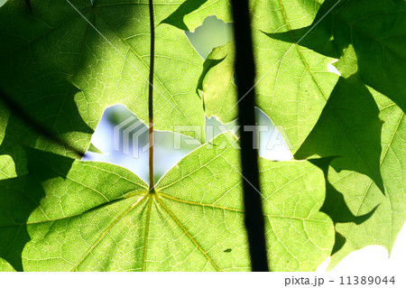 green leaf green leaf 11389044