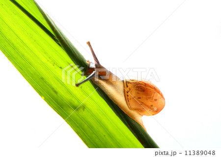 shell on grass 11389048