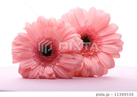 Pink gerbera Pink gerbera 11389338