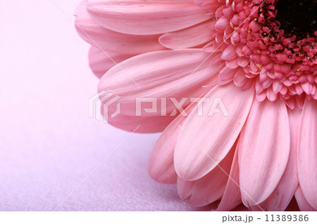 Pink gerbera Pink gerbera 11389386