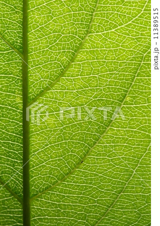 green leaf vein green leaf vein 11389515