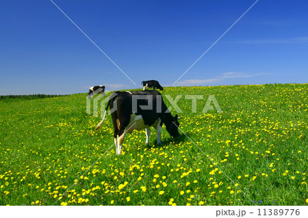 cow landscape cow landscape 11389776