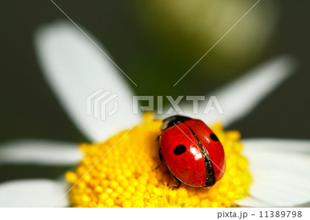 ladybug on camomile ladybug on camomile 11389798