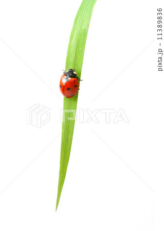 red ladybug red ladybug 11389836