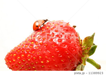 ladybug gourmet ladybug gourmet 11389923
