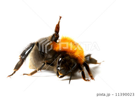 dance bumble bee 11390023