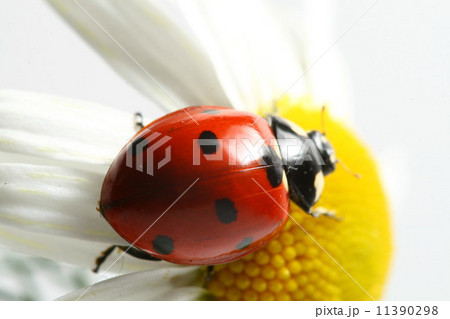 summer ladybug summer ladybug 11390298