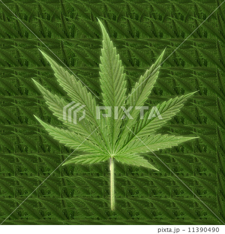 cannabis 11390490