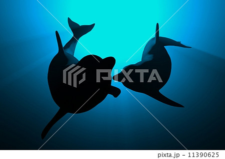 dolphins dolphins 11390625