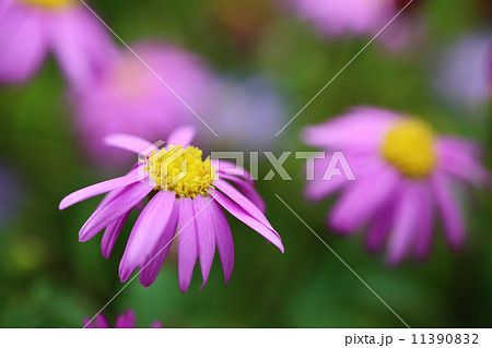 ブラキカム ブラキカム 11390832