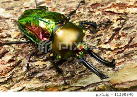 ニジイロクワガタ森林の樹木の上 11390840