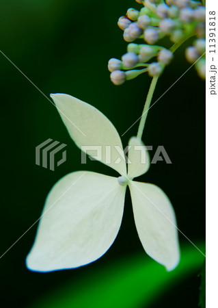紫陽花 紫陽花 11391818