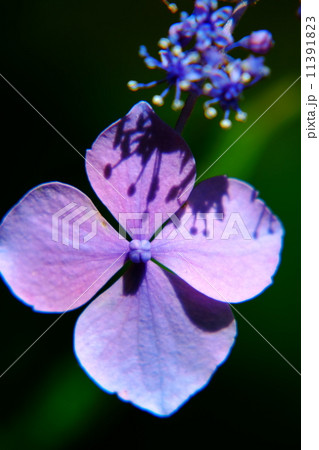 紫陽花 紫陽花 11391823