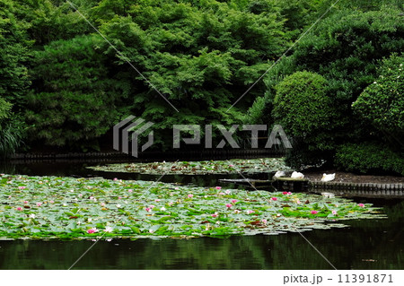 睡蓮 睡蓮 11391871