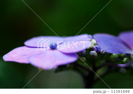 紫陽花 紫陽花 11391899