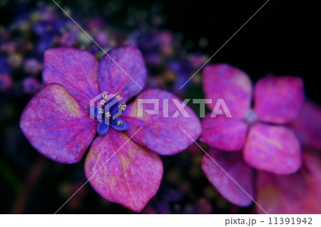 紫陽花 紫陽花 11391942