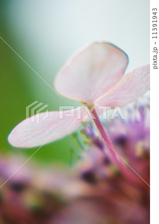 紫陽花 紫陽花 11391943