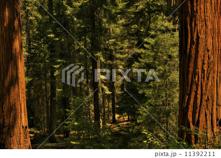 Redwood Trees 0119 11392211