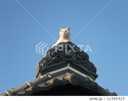 瓦屋根の上の猫1(他3枚あり。No.11574552,11574553,11676422) 11392425