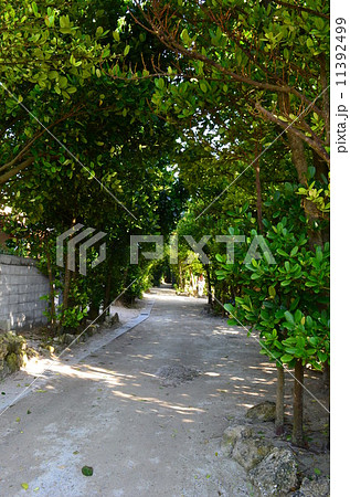 ちゅら福木 ちゅら福木 11392499