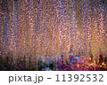 藤　ライトアップ　あしかがフラワーパークで撮影 11392532