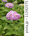 紫陽花　ピンク 11392575