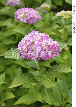 紫陽花　ピンク 11392575