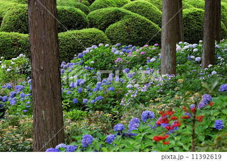 紫陽花 11392619