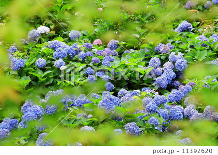 紫陽花 紫陽花 11392620