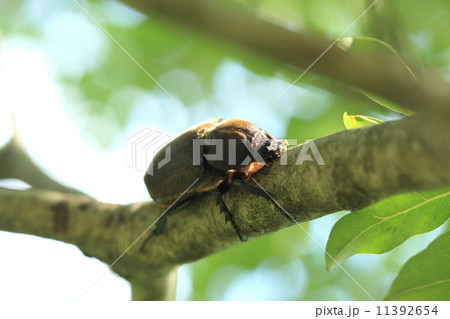 生き物 昆虫 カブトムシ メス クリペウス 口の上の突起 を使ってトネリコの幹を削る 頭部の の写真素材