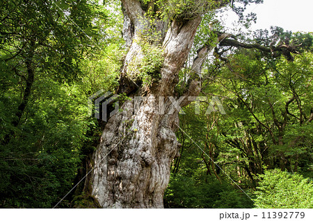縄文杉 縄文杉 11392779