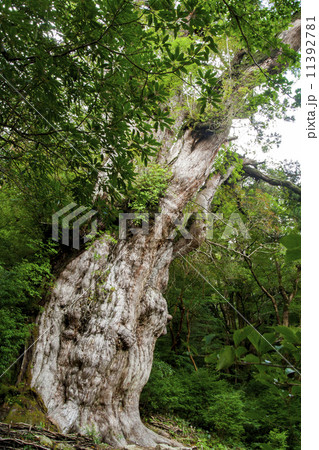 縄文杉 11392781