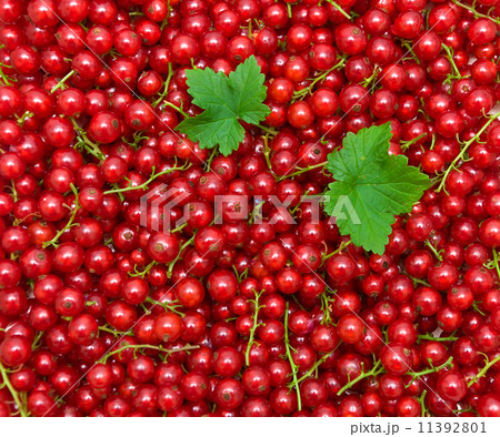 background of red currant berries. top view - horizontal photo. background of red currant berries. top view - horizontal photo. 11392801
