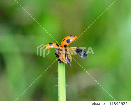 てんとう虫 11392925