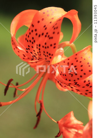自然 植物 オニユリ 花は大きくきれいで球根 鱗茎 は茶わん蒸しに入れますの写真素材