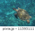 アオウミガメ 11393111