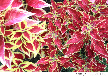 カラーリーフ カラーリーフ 11393130