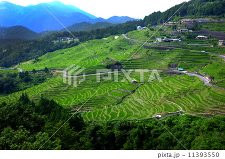 丸山千枚田 11393550