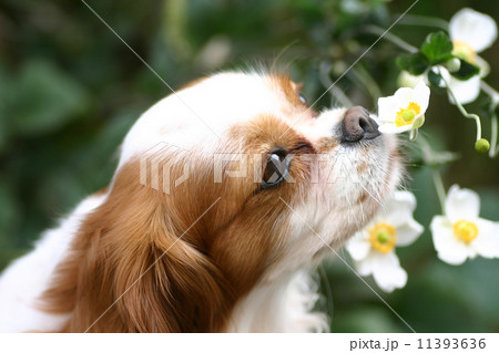 花の匂いを嗅ぐ犬の写真素材