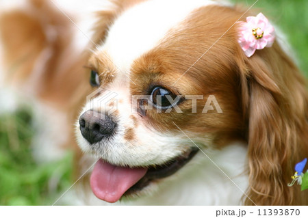 笑顔の犬の横顔の写真素材
