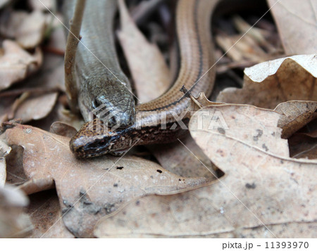 Slow worms (Anguis fragilis) mating 11393970