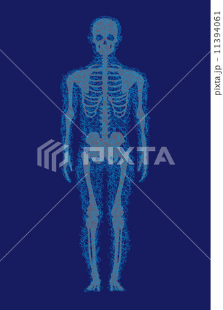 人体骨格 11394061