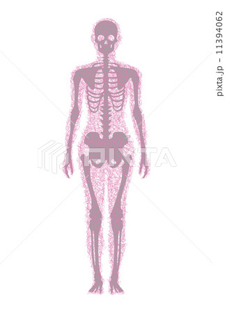 人体骨格 11394062